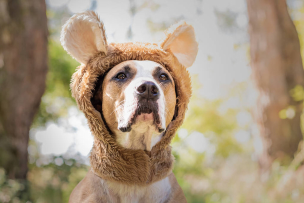 Beautiful dog portrait in bear hat photographed outdoors. Cute staffordshire terrier sits in wild animal costume in sunny meadow - Foto, Imagen
