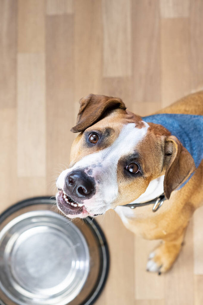 Hladové štěně sedí na podlaze u prázdné misky s jídlem a žádá o jídlo. Roztomilý staffordshire teriér pes vzhlíží a čeká na pamlsky - Fotografie, Obrázek