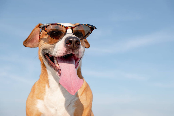 Funny dog in sunglasses outdoors in the summer. Cute staffordshire terrier posing and smiling, summer vacation and holidays concept - Foto, Bild
