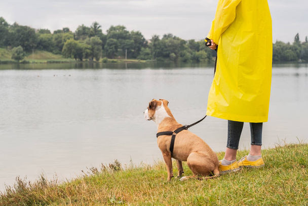 Woman in yellow raincoat and shoes walks the dog in rain at urban park near lake. Young female person and pitbull terrier puppy stand in bad weather near river - Foto, Imagen