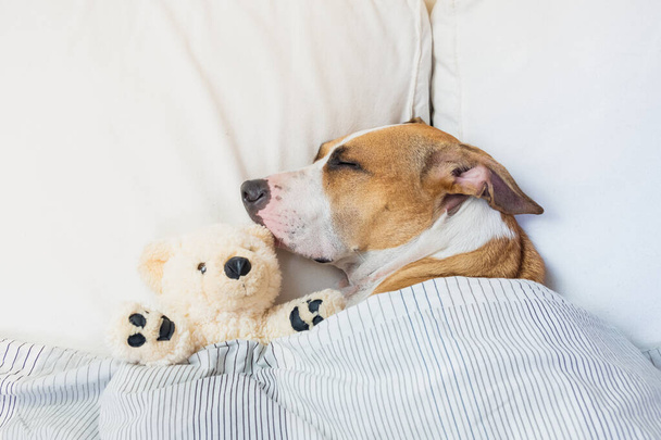Cute dog sleeping in bed with a fluffy toy bear. Staffordshire terrier puppy resting in clean white bedroom at home - Фото, зображення