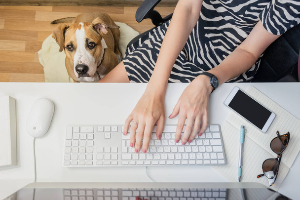 Going to work with pets concept: woman working at desktop computer with dog sitting next to her. Top view of business woman at office desk and a staffordshire terrier puppy in her feet - Fotoğraf, Görsel