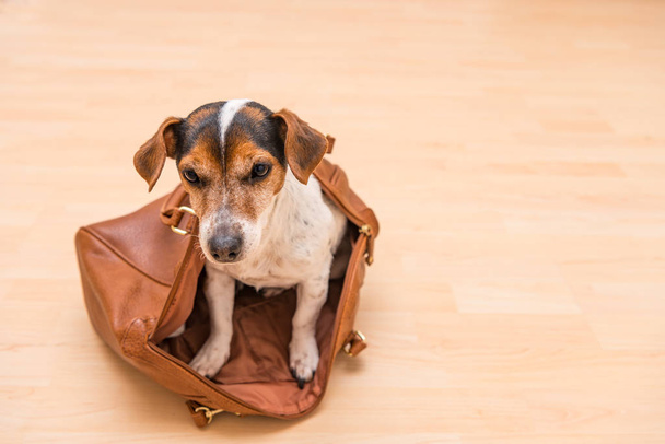 Μικρό χαριτωμένο σκυλί Jack Russell Terrier κάθεται σε μια καφέ τσάντα και - Φωτογραφία, εικόνα