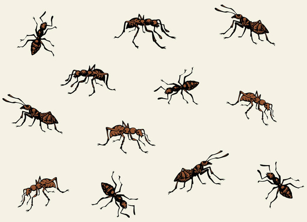 Hormiga. Dibujo vectorial
 - Vector, Imagen