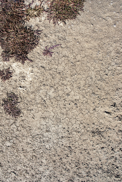 Сухий грунт з деякими рослинами
 - Фото, зображення