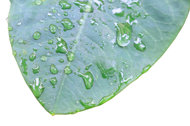 leaf with water drop - Photo, Image