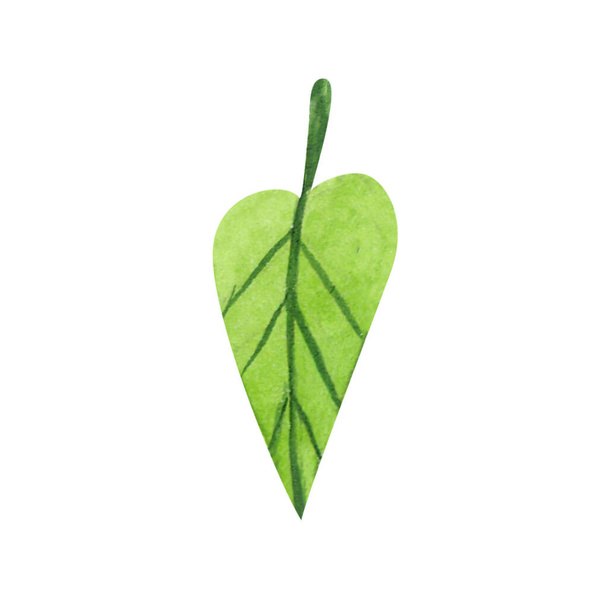 Green plant elements. tropical collection. illustration isolate - Foto, Bild