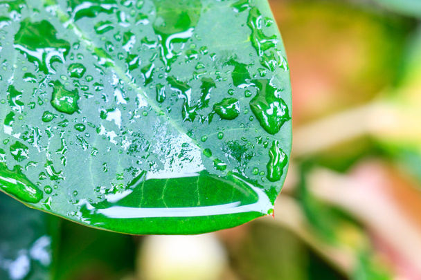 Πράσινο φύλλο με σταγόνες νερού - Φωτογραφία, εικόνα