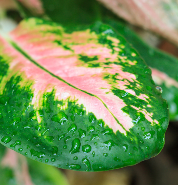 краплі води на зеленому листі
 - Фото, зображення