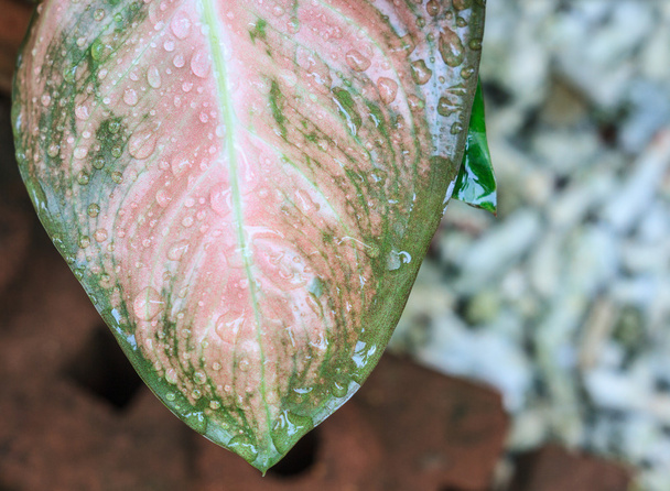 pink leaf with water drops - Photo, Image