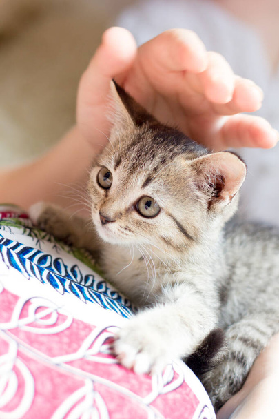 Beautiful little kitten in a woman hands. - Photo, Image