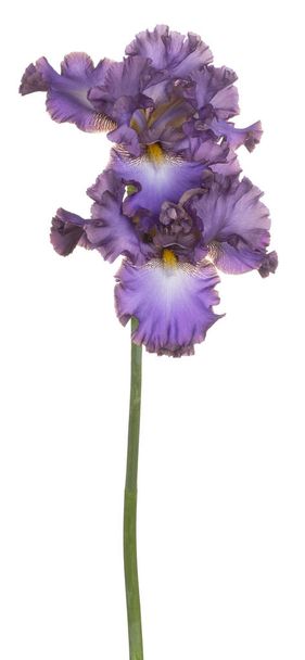 iris flower isolated - Zdjęcie, obraz