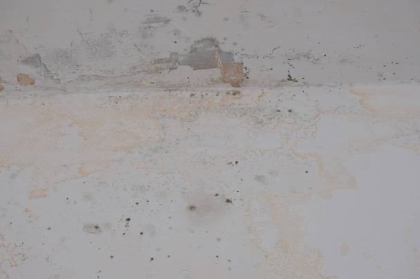 moho hongo pared humedad saneamiento
 - Foto, imagen
