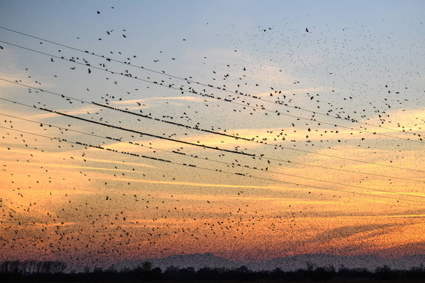 The common starling (Sturnus vulgaris) flying in big groups on sunset, spain, catalonia, Castelló d'empuries - Photo, Image