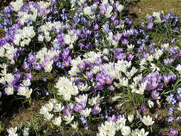  最初の春の花緑の芝生の上でライラックと白の色で素晴らしいクロッカス美しい花の自然背景 - 写真・画像
