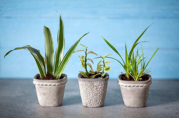 Close up of green home plants in a gypsum pot on a blue wall background. - Photo, Image