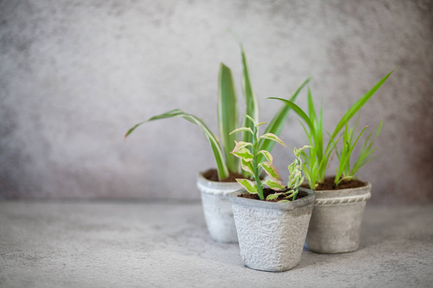 Close up of green home plants in a gypsum pot on a gray wall background. - Photo, Image