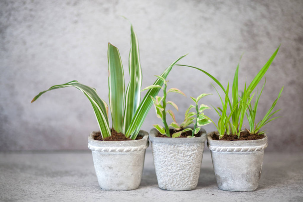 Close up of green home plants in a gypsum pot on a gray wall background. - Foto, afbeelding
