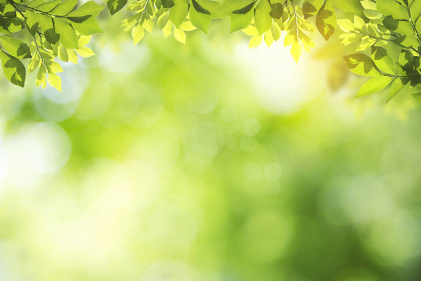 Fresh and green leaves green bokeh on nature abstract blur backg - Foto, afbeelding