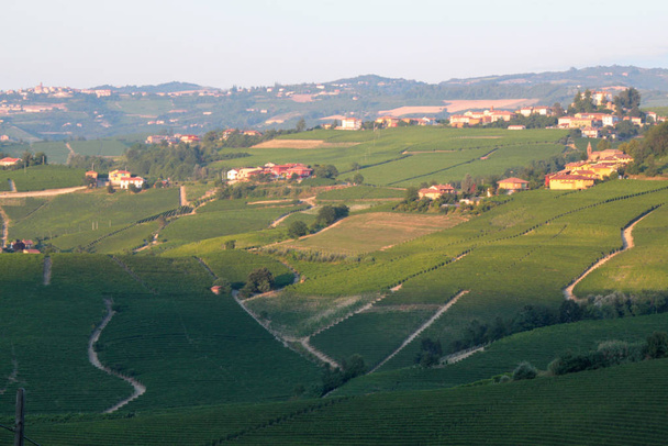Langhe Piedmont landscape view with vine for wine grape production - Photo, Image