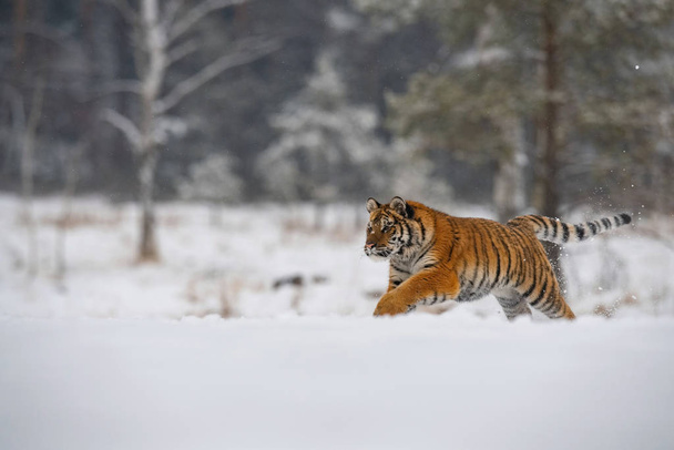 A szibériai tigris Panthera tigris tigris fut a hóban, a háttérben a havas fák  - Fotó, kép