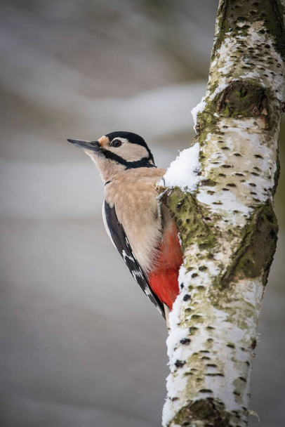 The Great Spotted Woodpecker, Dendrocopos major zit op de tak van de boom, ergens in het bos, kleurrijke achtergrond en mooi zacht licht, winterfoto met sneeuw - Foto, afbeelding