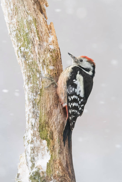 The Middle Spotted Woodpecker, Dendrocoptes medius sedí na větvi, někde v lese, barevné pozadí a příjemné měkké světlo, zimní obraz se sněhem  - Fotografie, Obrázek