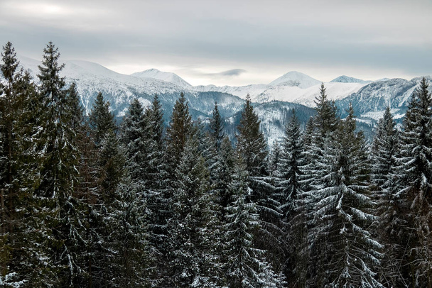 landscape mountains forest and snow - Zdjęcie, obraz