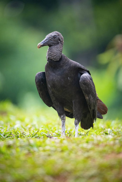 Black Vulture, Coragyps atratus is standing in the grass, amazing light of the sunrice, in the background is nice colorful bokeh, wildlife of Costa Rica - Photo, Image