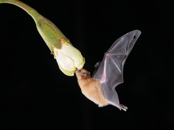 Lonchophylla robusta, Oranžový nektar netopýr Netopýr se vznáší a pije nektar z krásné květiny v deštném pralese, noční obraz, Kostarika - Fotografie, Obrázek