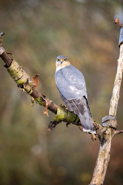 The Eurasian Sparrowhawk, accipiter nisus sitting on the branch in beuatiful colorful autumn environment. Pretty colorful contrasting backround with nice bokeh. - Photo, Image
