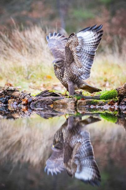 The Common Buzzard, Buteo buteo is is standing at the forest waterhole and preparing to drink, mirroring reflection on the surface, in the background is nice colorful bokeh of changing leaves, Czech Republic - Photo, Image