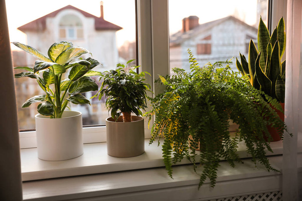 Different potted plants on window sill at home - Фото, изображение