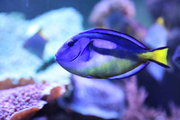 Beautiful tang fish swimming in clear aquarium - Foto, Imagen
