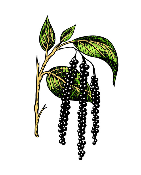 Black pepper leaves, herbs and spices. Allspice in Vintage style. Engraved hand drawn vector sketch for background - Vecteur, image
