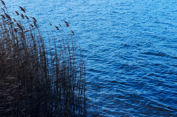 Landschaftsaufnahme der Natur. abgeschnittene Aufnahme des Sees. Grünes Schilf im See, aus nächster Nähe.  - Foto, Bild