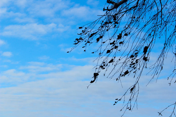 Niewyraźne abstrakcyjne tło natury. Ścięte ujęcie drzewa na tle błękitnego nieba. Gałęzie sylwetki nad błękitnym tle nieba. - Zdjęcie, obraz