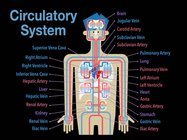 Herz-Kreislauf-System Banner auf schwarzem Hintergrund, einfach Vektorillustration  - Vektor, Bild