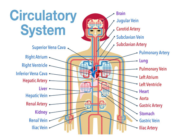 банер серцево-судинної системи, просто векторна ілюстрація
  - Вектор, зображення