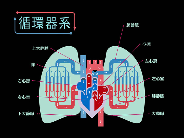 Herz-Kreislauf-System Banner, einfach Vektorillustration  - Vektor, Bild