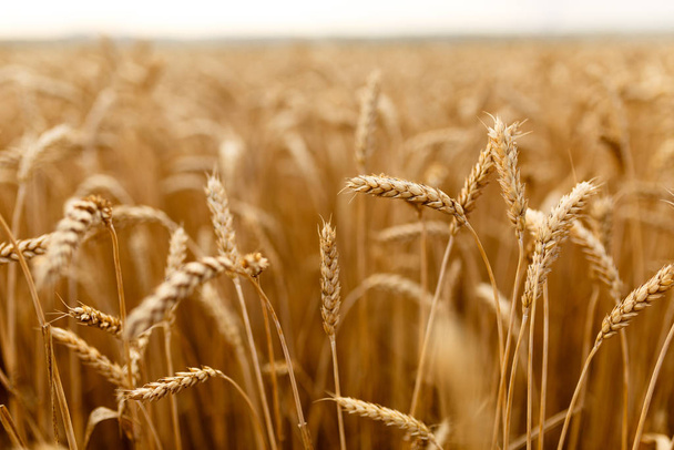 Orejas de trigo en el campo de la granja, poca profundidad del campo
. - Foto, imagen