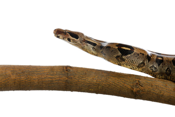 Brown boa constrictor on tree branch against white background - Fotografie, Obrázek