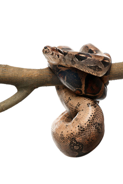 Brown boa constrictor on tree branch against white background - Photo, Image