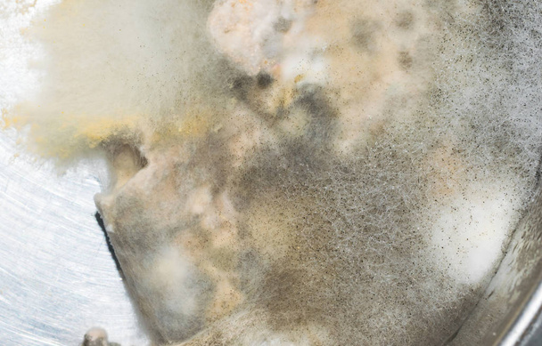 macro shot of Fungus on bread  - Valokuva, kuva