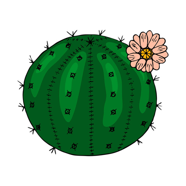 Piante domestiche del cactus o fiore. Accogliente elemento carino. Succulenta esotica o tropicale con punture. Disegnato a mano inciso in vecchio schizzo e stile doodle vintage
. - Vettoriali, immagini