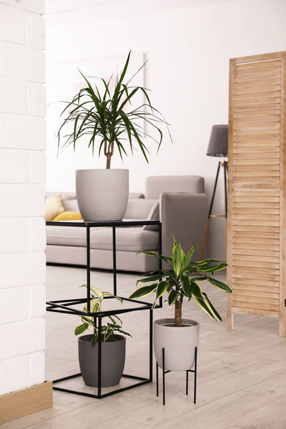 Beautiful plants in room. Elements of interior design - Фото, зображення