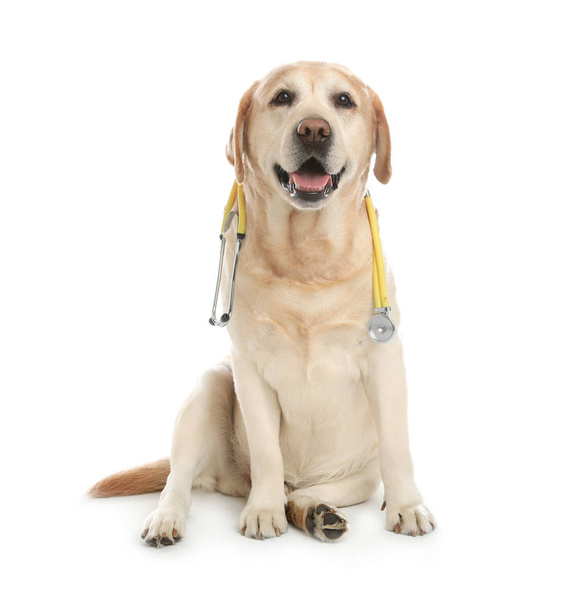 Cute Labrador dog with stethoscope as veterinarian on white background - Photo, image