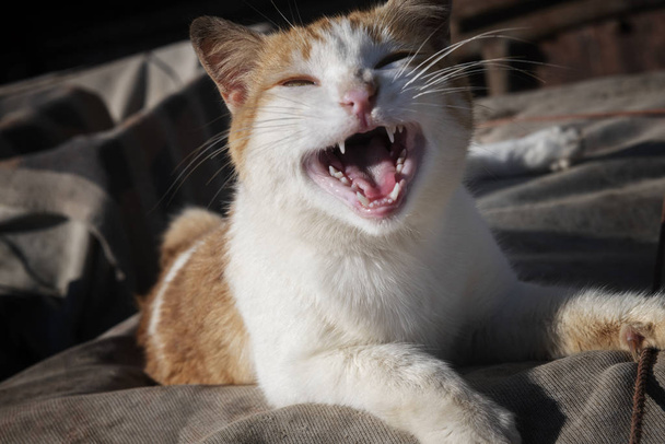 Chat blanc-jaune, drôle, souriant à la bouche grande ouverte. S
 - Photo, image