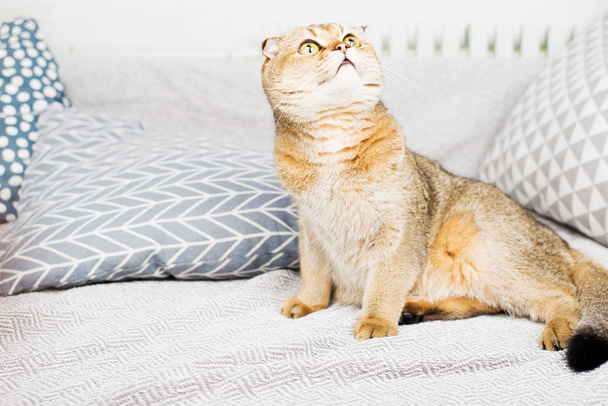 Scottish fold red-haired apricot ticked cat lies on a gray bedspread surrounded by pillows. Cozy house with a cat in scandy style. Good home furnishings with pets., - Foto, Imagen