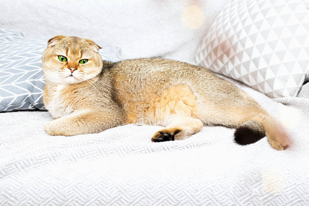 İskoç kıvırcık kızıl saçlı kayısı işaretli kedi yastıklarla çevrili gri bir yatak örtüsünün üzerinde yatıyor. Skandal tarzında kedisi olan rahat bir ev. Evcil hayvanlarla döşenmiş güzel bir ev.., - Fotoğraf, Görsel
